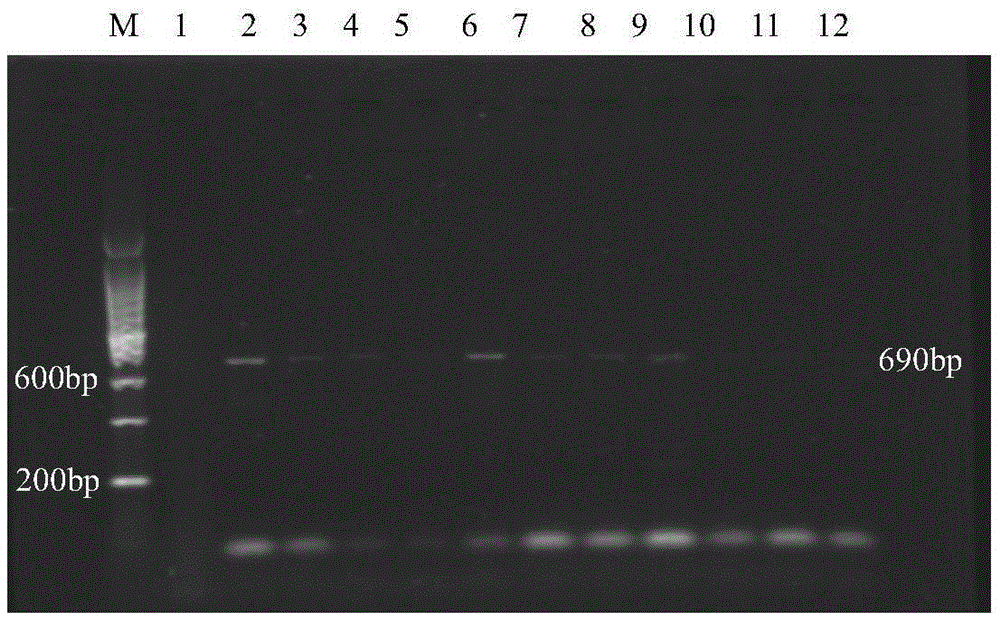 A method for detecting locust microsporidiosis by pcr