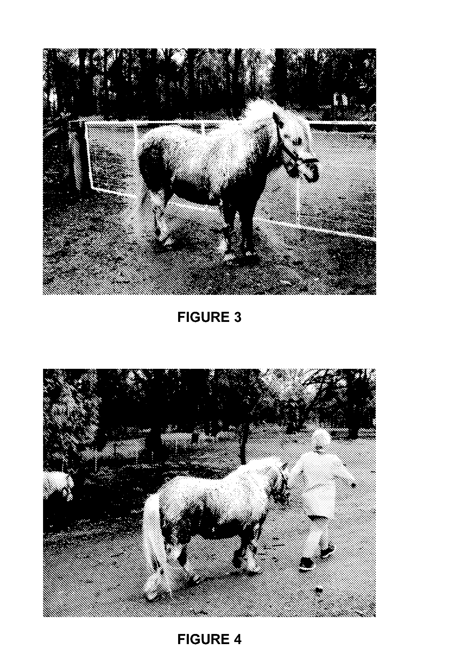 Methods and compositions for treating and preventing laminitis, founder and overeating in an ungulate