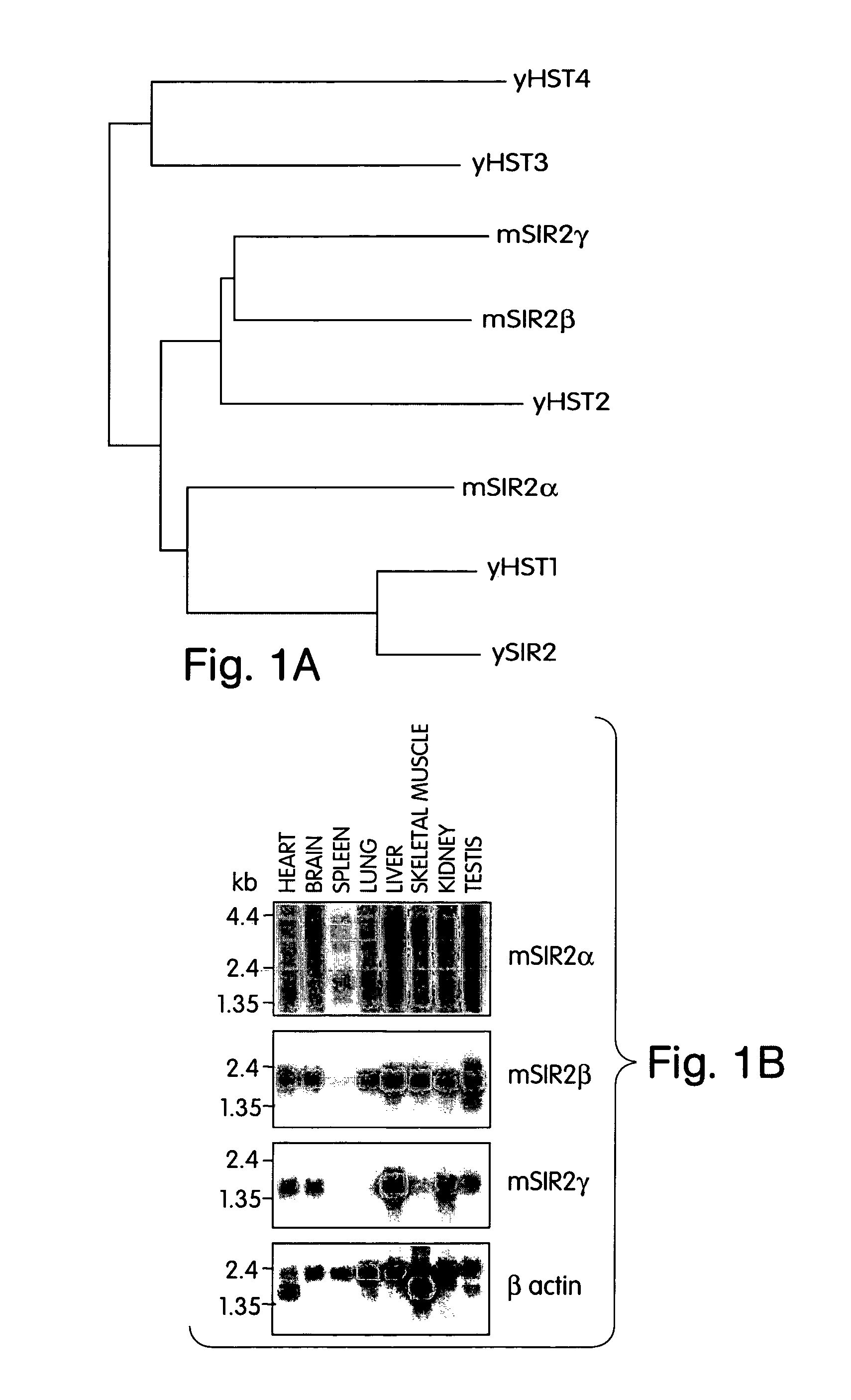 Methods for identifying agents which alter histone protein acetylation