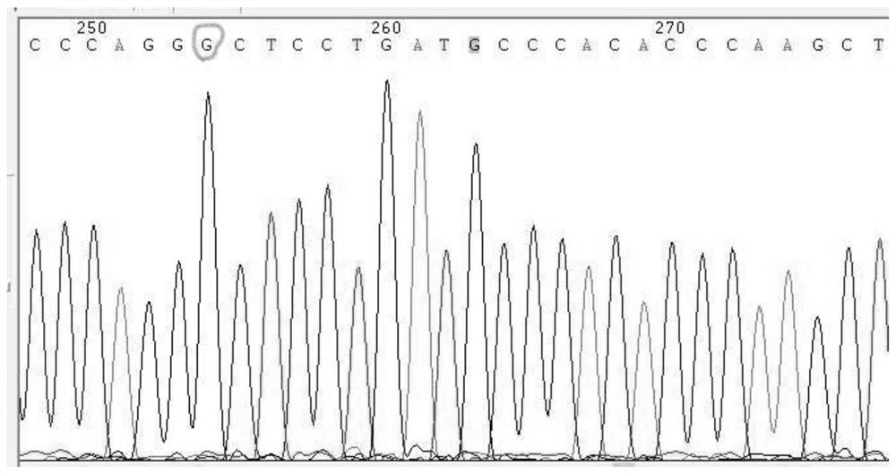 Gene detection kit for individualized medication of children asthma and application of gene detection kit