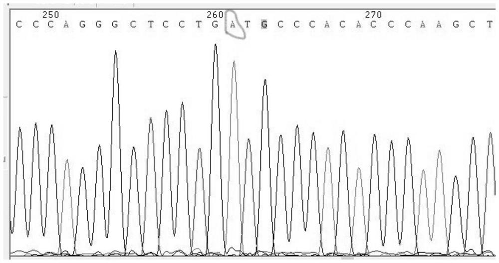 Gene detection kit for individualized medication of children asthma and application of gene detection kit