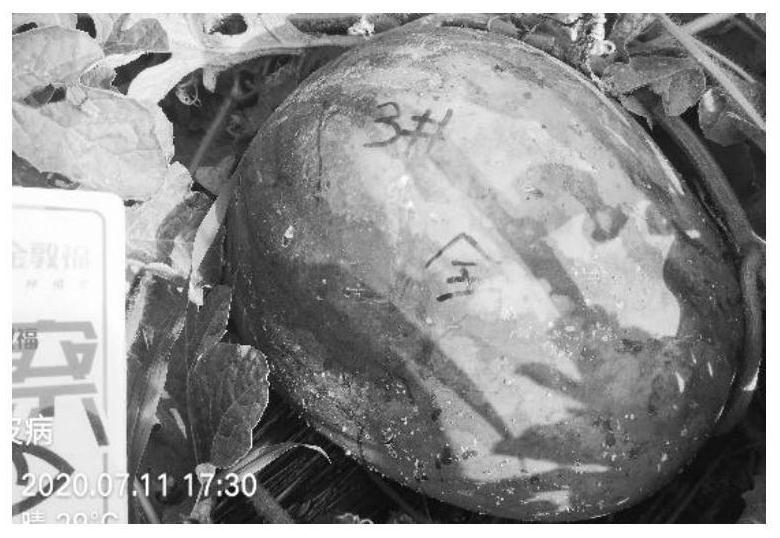 Method for preventing and treating bacterial fruit blotch of watermelons