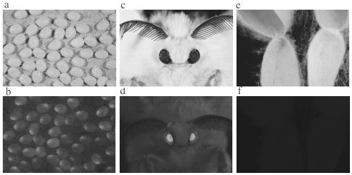 BmCP274 promoter of bombyx mori cuticular protein, recombinant expression vector and application of the promoter