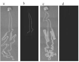 BmCP274 promoter of bombyx mori cuticular protein, recombinant expression vector and application of the promoter