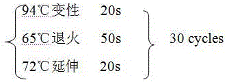 Tupaia belangeri MHC-DRB1*1101 gene sequence and application thereof