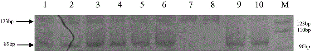 SSR primer and method for rootstock pumpkin "No. 2 Huang Chenggen" hybrid seed purity identification