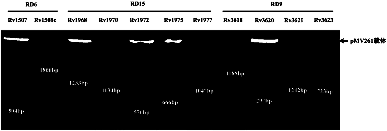 Application of mycobacterium tuberculosis protein Rv1508c to preparation of antituberculotic drug sensitizer