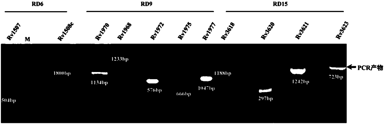 Application of mycobacterium tuberculosis protein Rv1508c to preparation of antituberculotic drug sensitizer