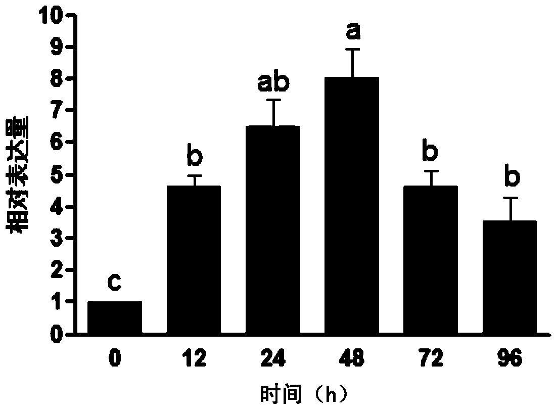 Cultivation method and related biomaterials of wmyb-r transgenic wheat resistant to root rot and sheath blight