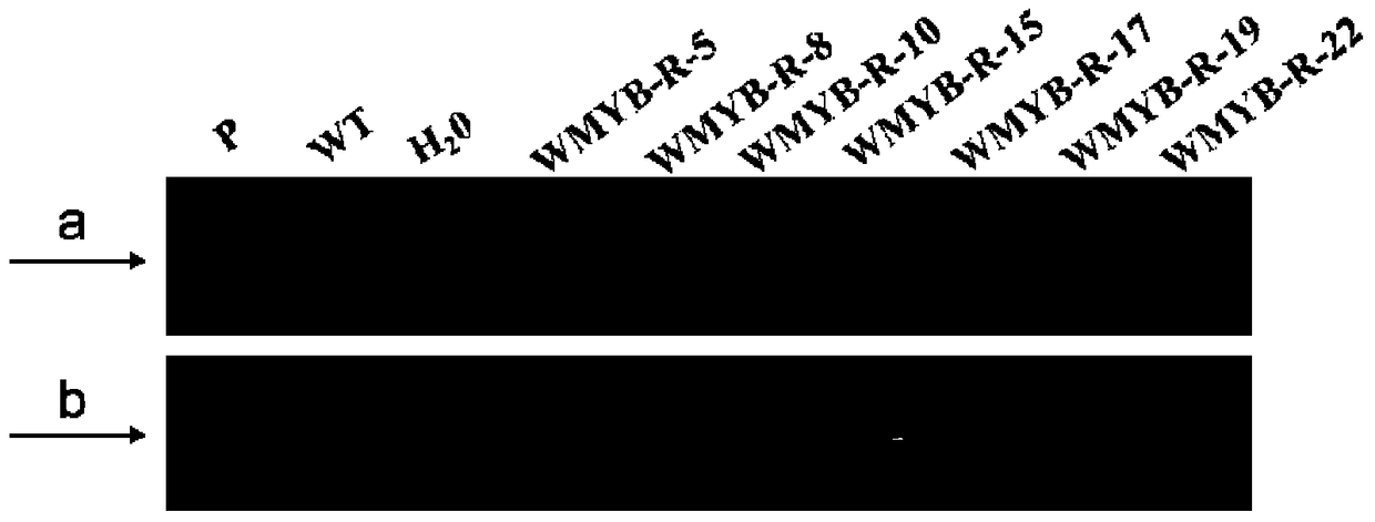 Cultivation method and related biomaterials of wmyb-r transgenic wheat resistant to root rot and sheath blight