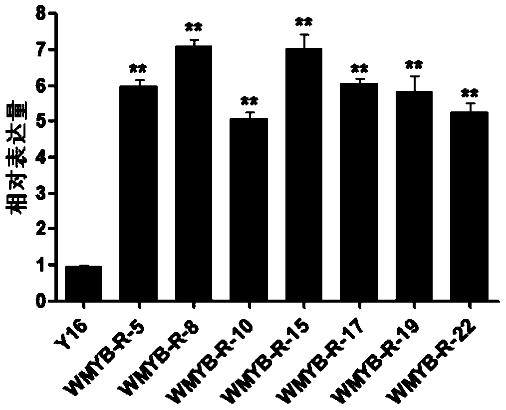 Cultivation method and related biomaterials of wmyb-r transgenic wheat resistant to root rot and sheath blight