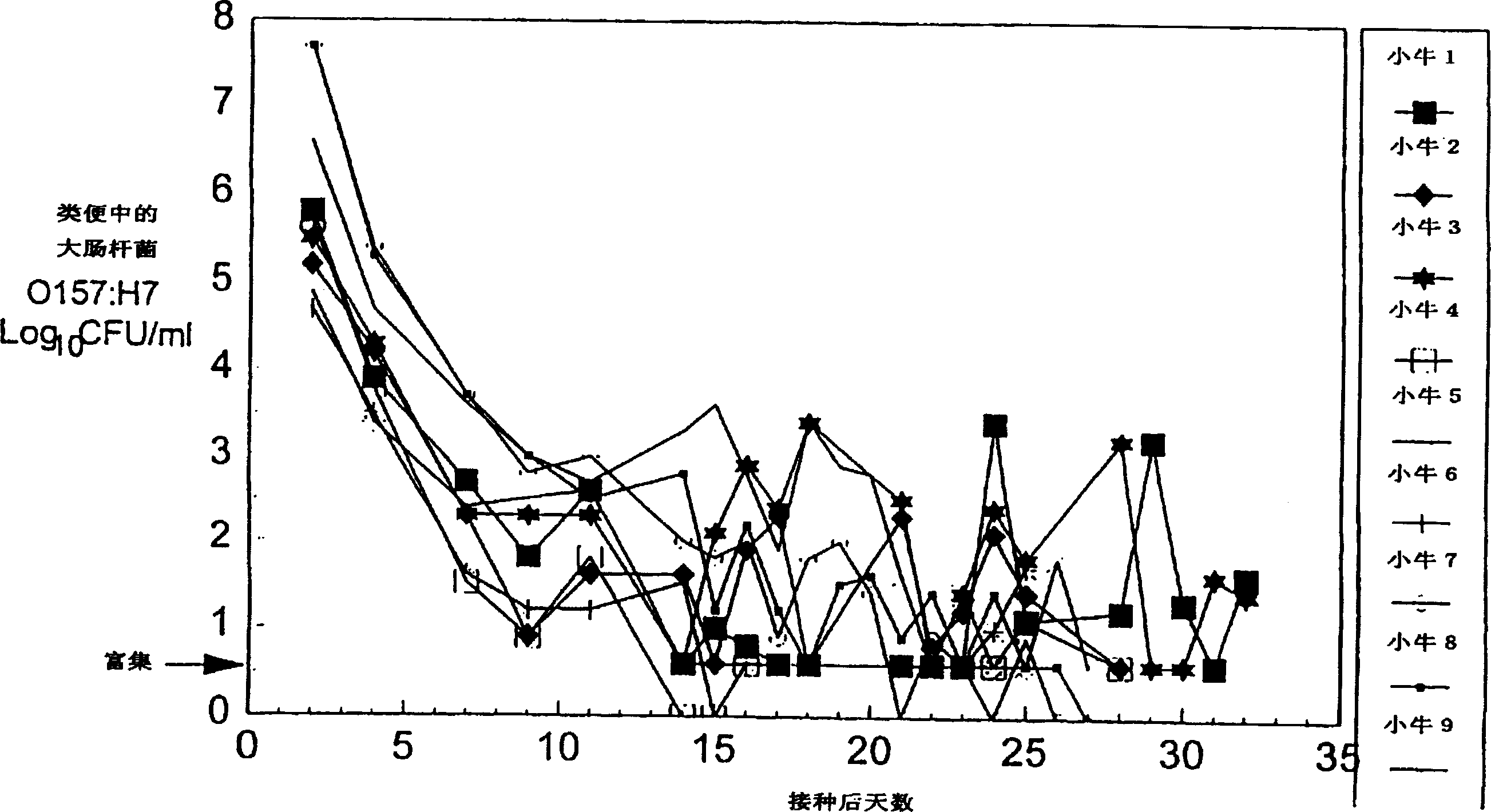 Control of enterohemorrhagic E Coli 0157:H7 of cattle with probiotic bacteria