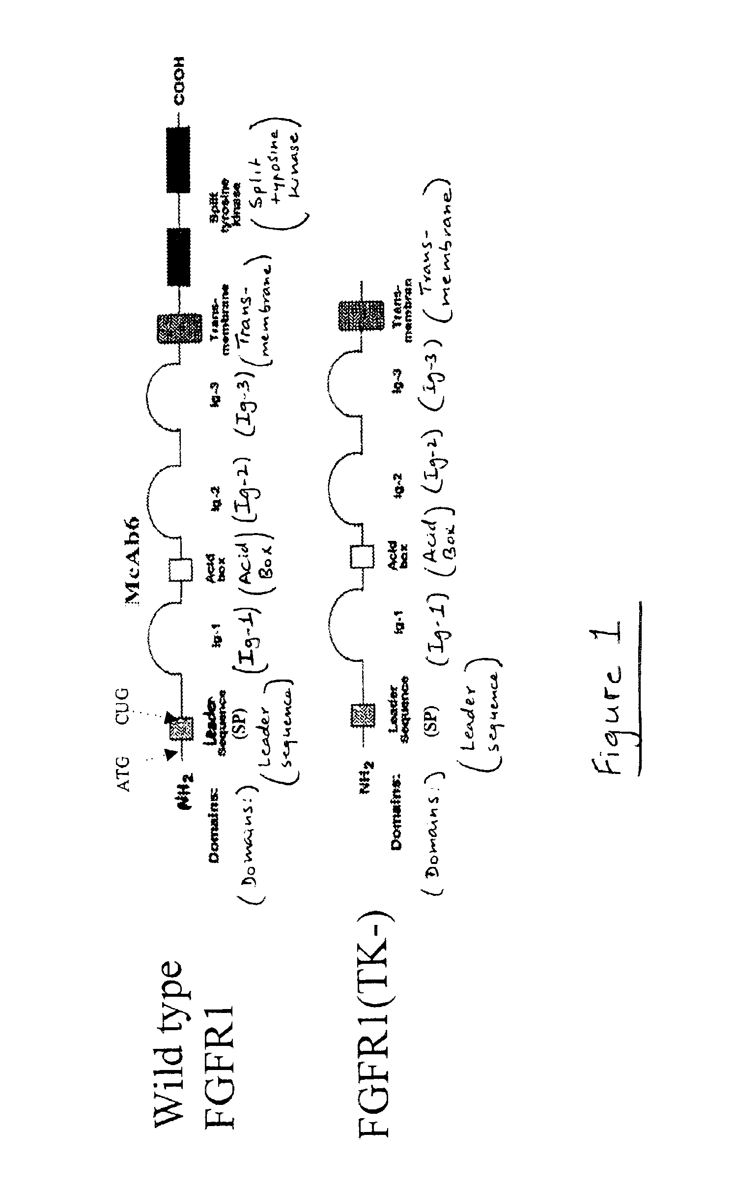 Rodent model for Parkinson's Disease