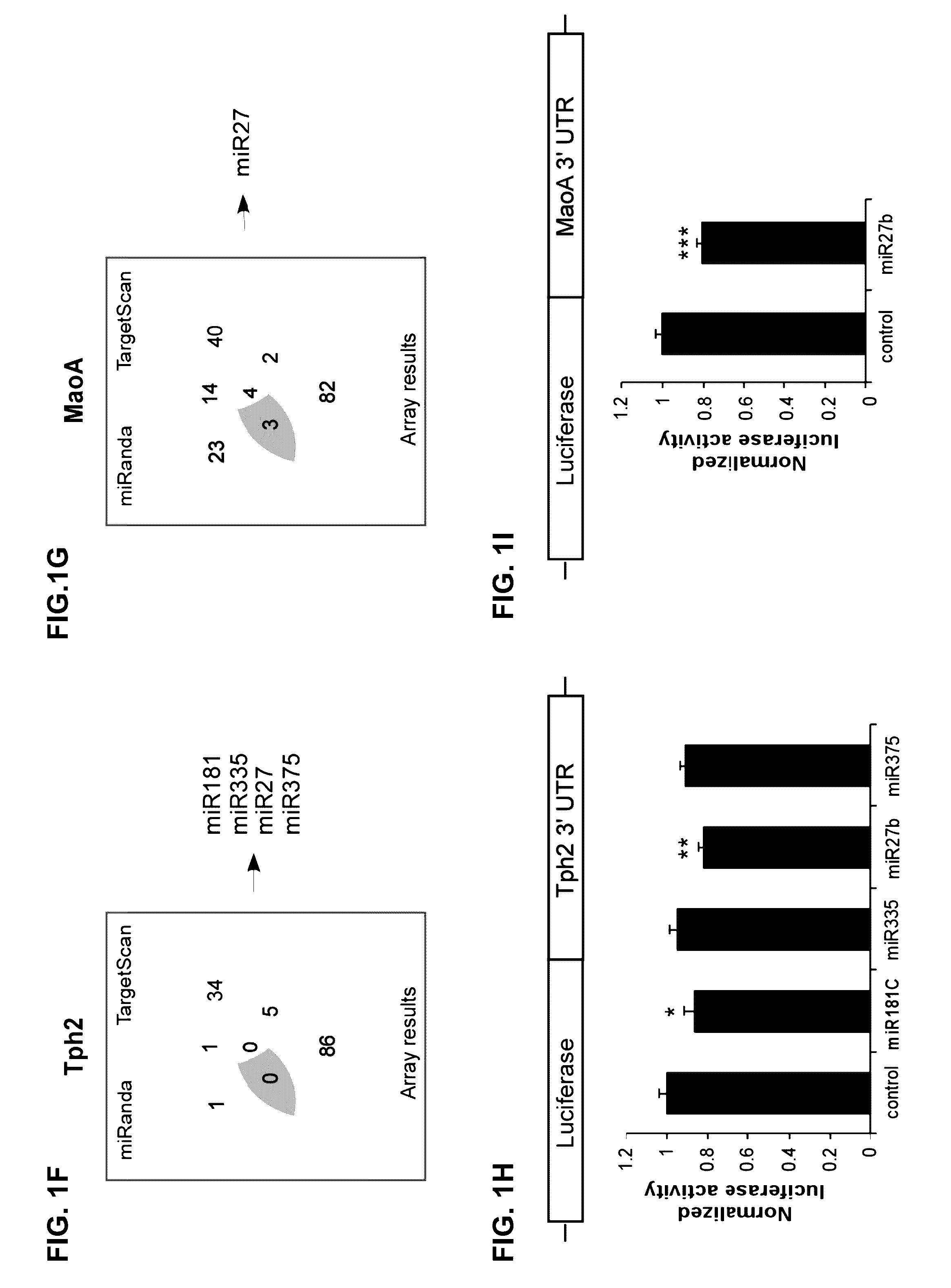 Micro-rnas and compositions comprising same for the treatment and diagnosis of serotonin-, adrenalin-, noradrenalin-, glutamate-, and corticotropin-releasing hormone- associated medical conditionsnoradreanlin-, glutamate-, and corticotropin releasing hormone- associated medical conditions