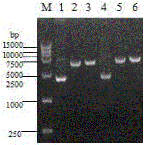 Yeast expressed chicken antibacterial peptide Cathelicidin 2 and preparation method and application thereof