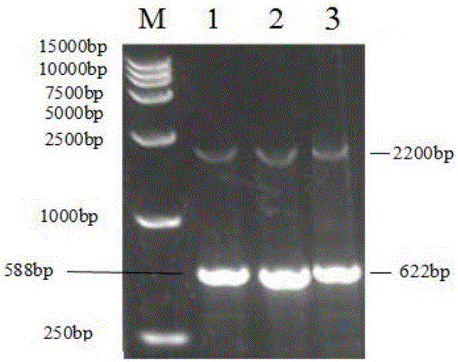 Yeast expressed chicken antibacterial peptide Cathelicidin 2 and preparation method and application thereof