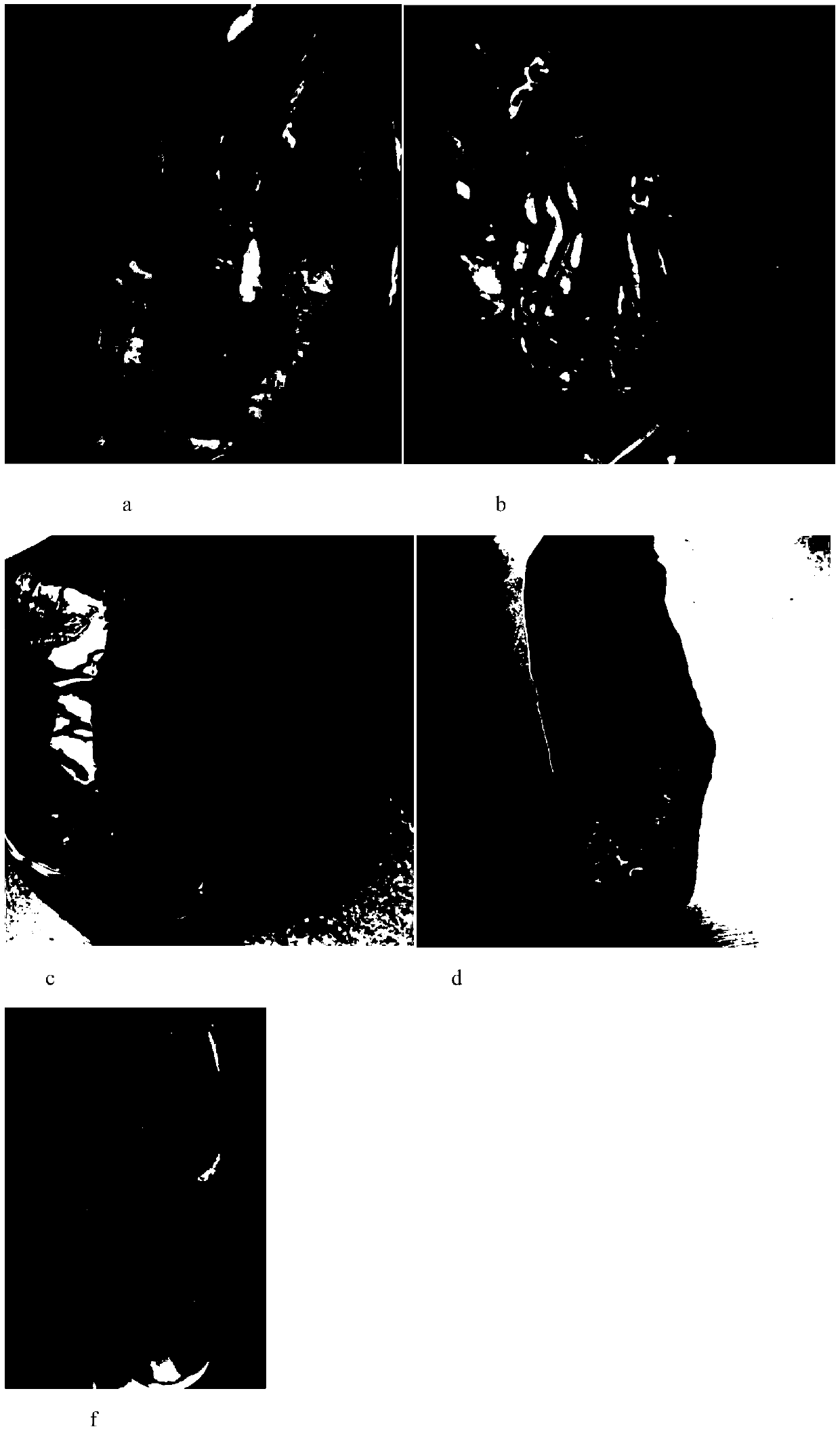 A porcine pseudorabies virus and porcine circovirus type 2 dual vaccine and its application