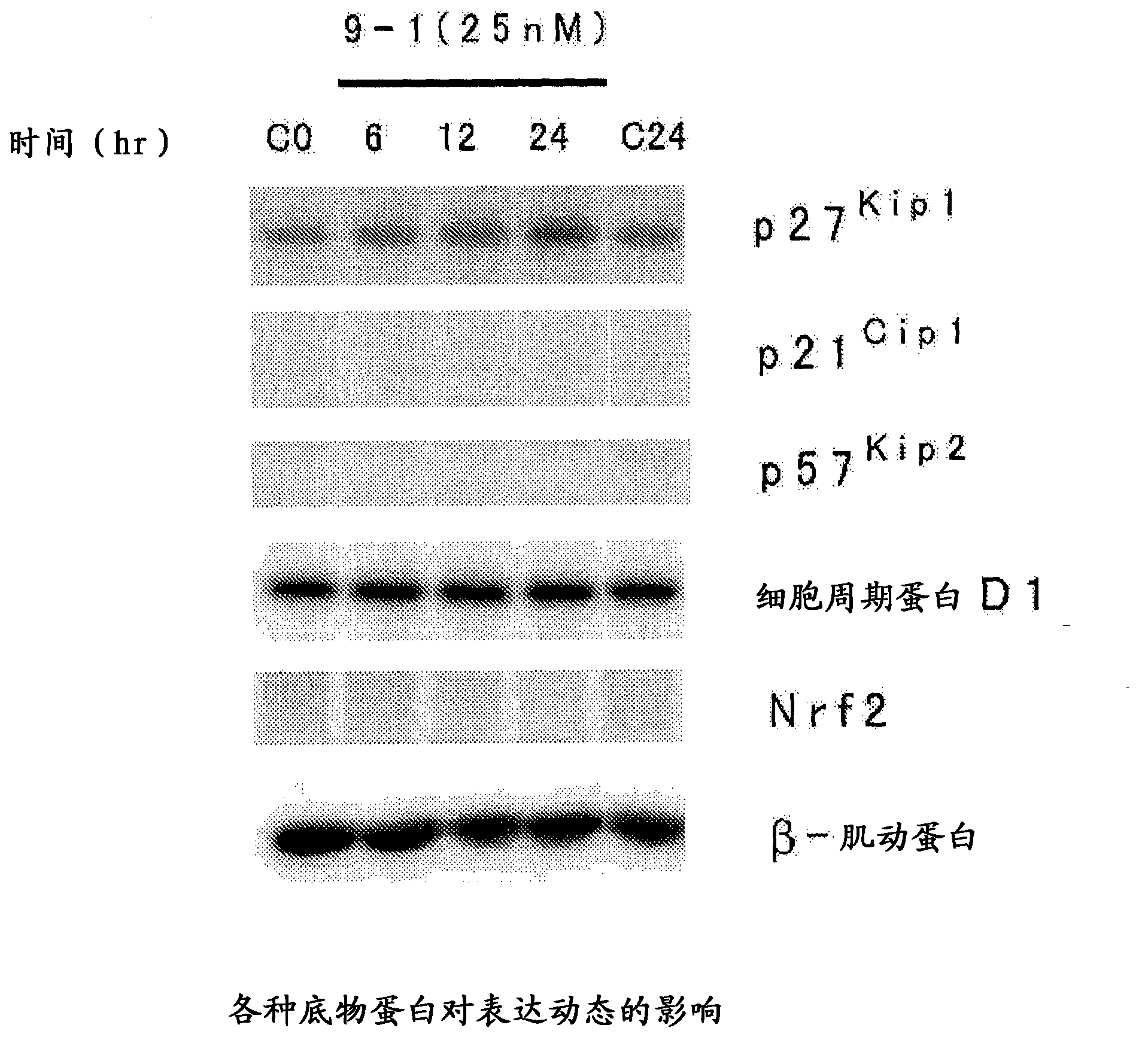 Heterocyclic compound, and p27 kip1 degradation inhibitor