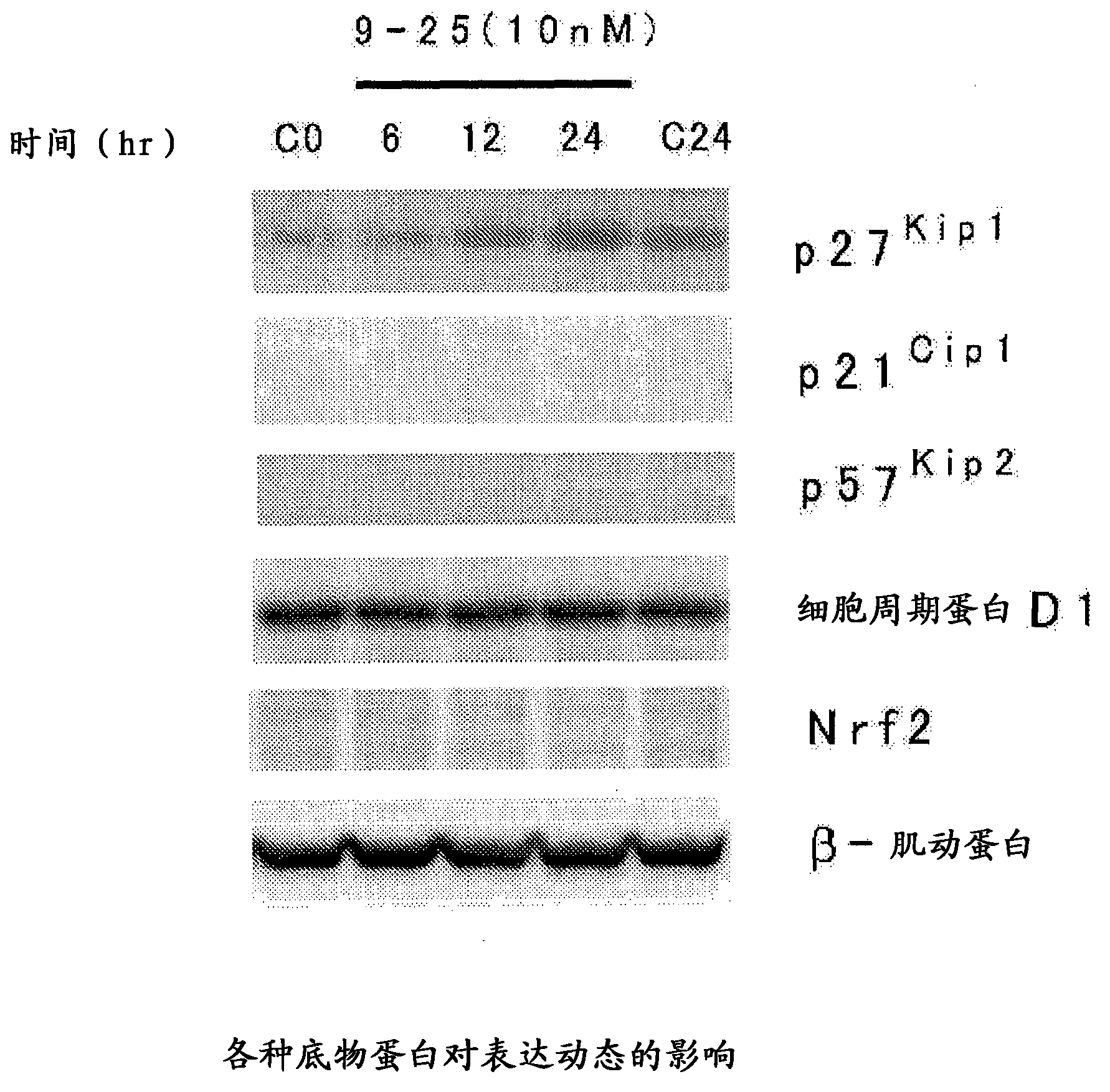 Heterocyclic compound, and p27 kip1 degradation inhibitor