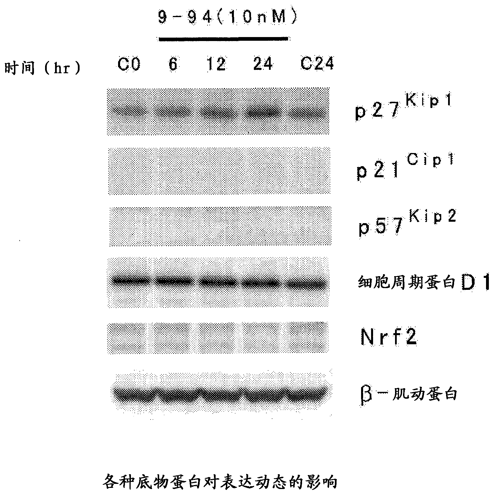 Heterocyclic compound, and p27 kip1 degradation inhibitor