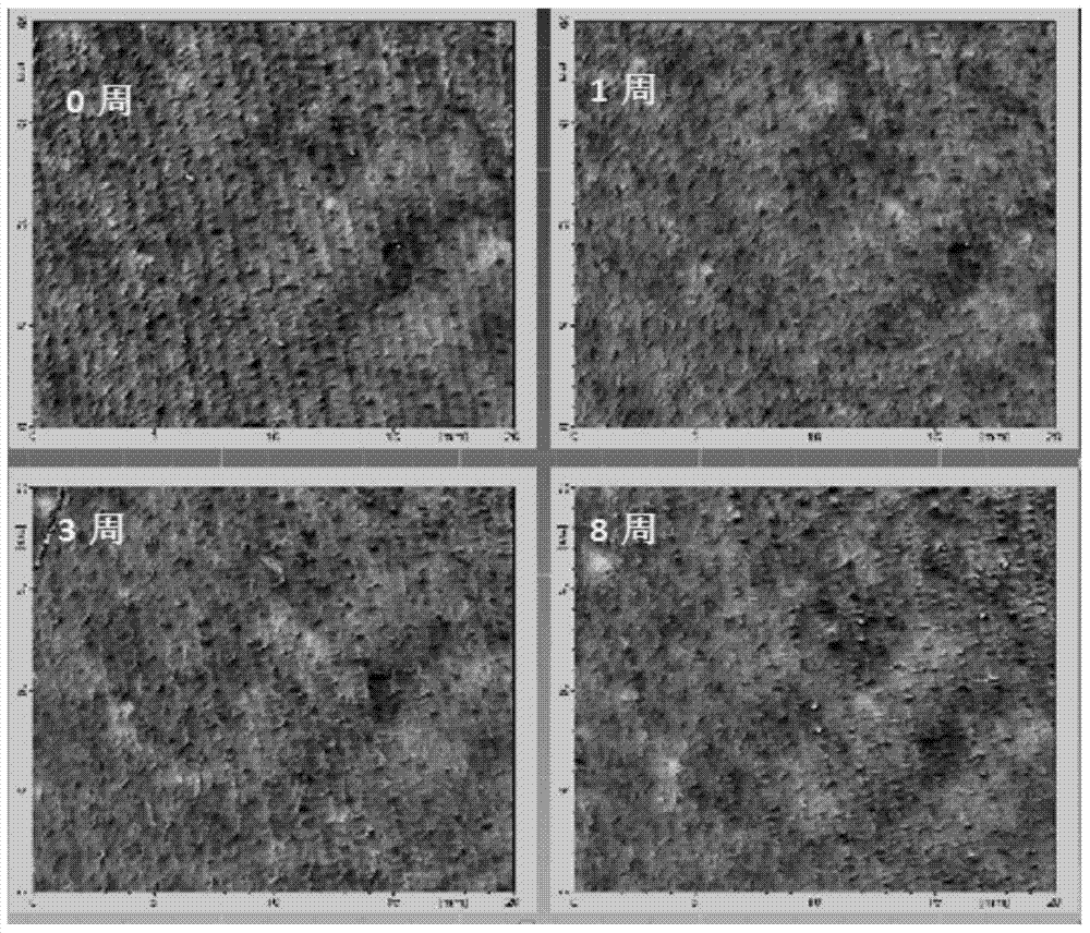 External use biomimetic fetal fat skin care composition, preparation and preparation method thereof