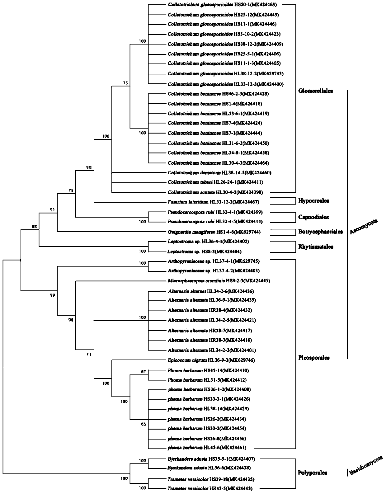 Huperzia serrata endophytic fungus resisting Botrytis cinerea and application of fungus