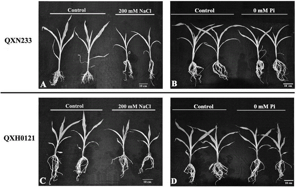 Screening and identification method of salt tolerance of corns at seedling stage