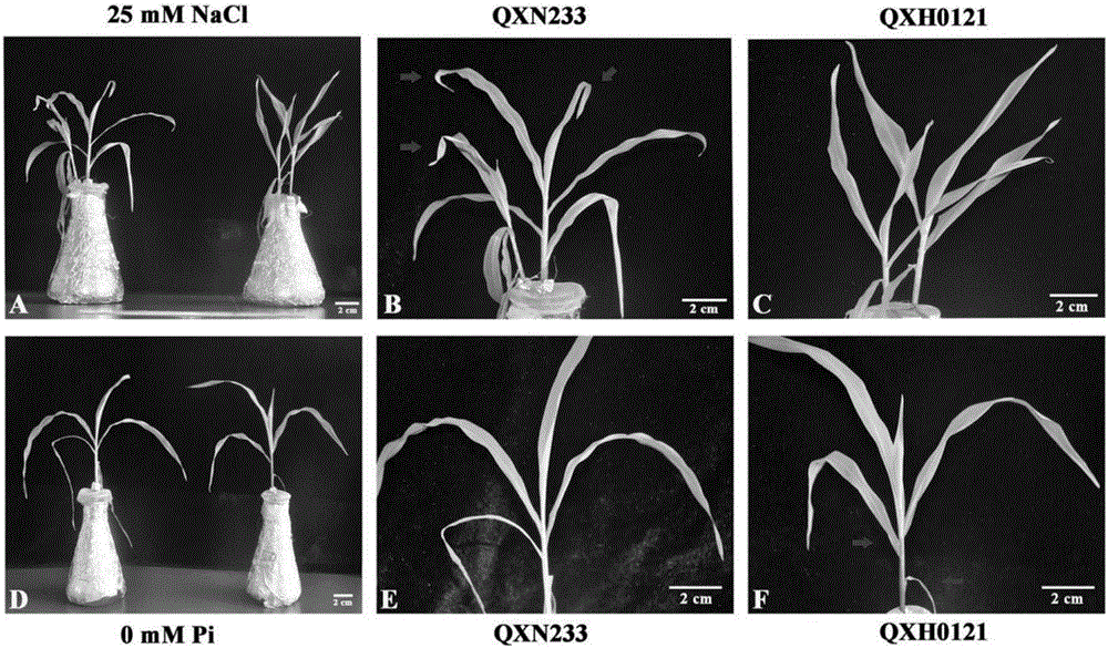 Screening and identification method of salt tolerance of corns at seedling stage