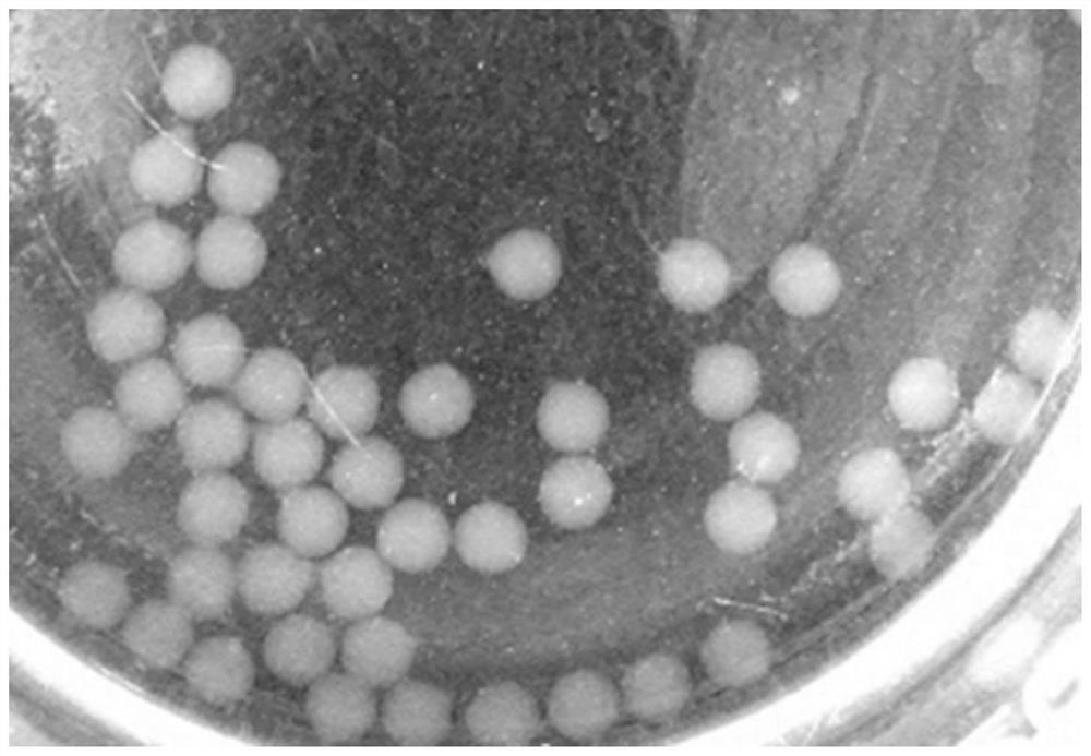 Microcapsule fungicide, preparation method and application thereof