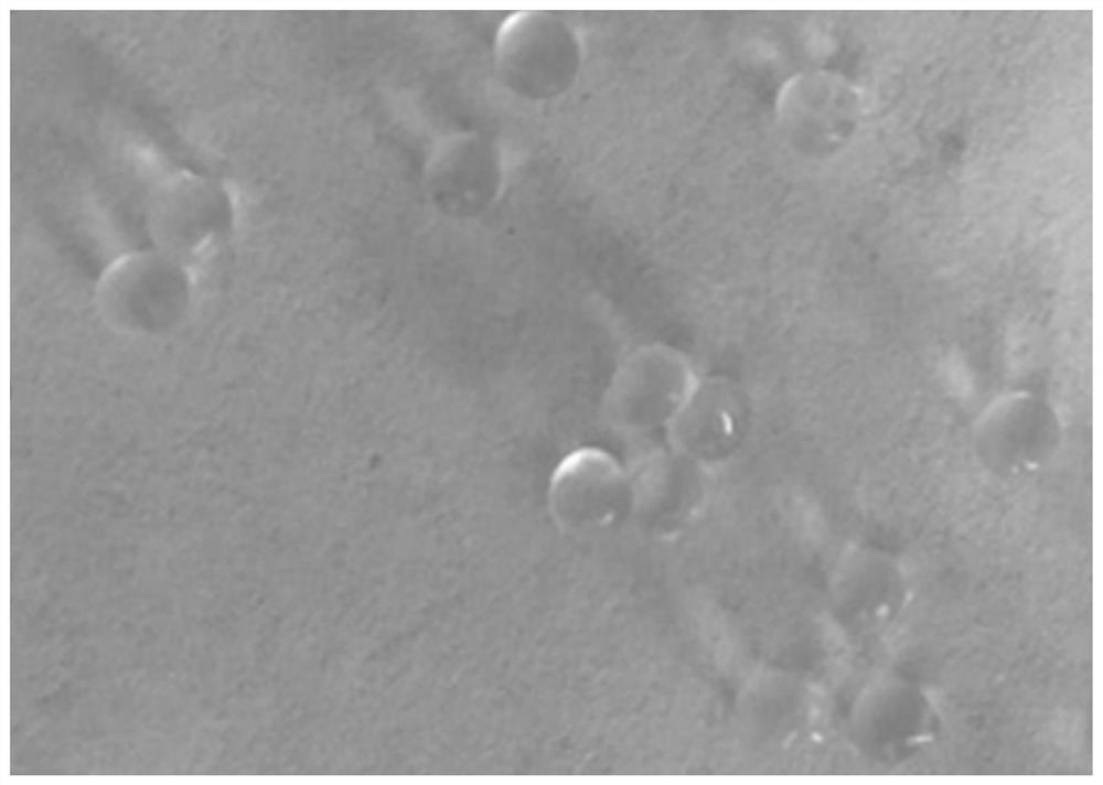 Microcapsule fungicide, preparation method and application thereof