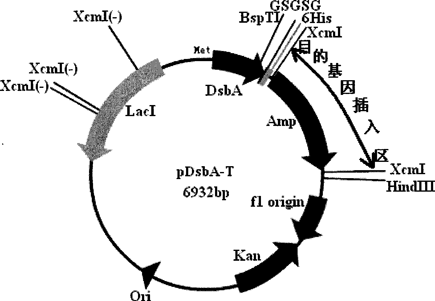 Intracellular fusion expression type pre-T vector, preparation and application