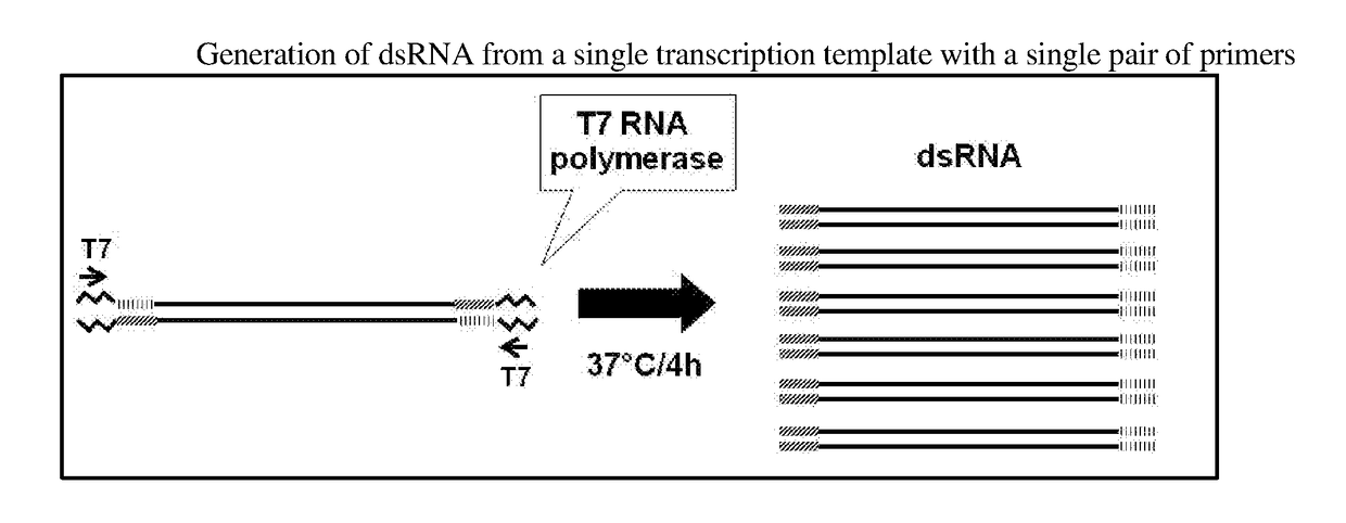 Copi coatomer gamma subunit nucleic acid molecules that confer resistance to coleopteran and hemipteran pests