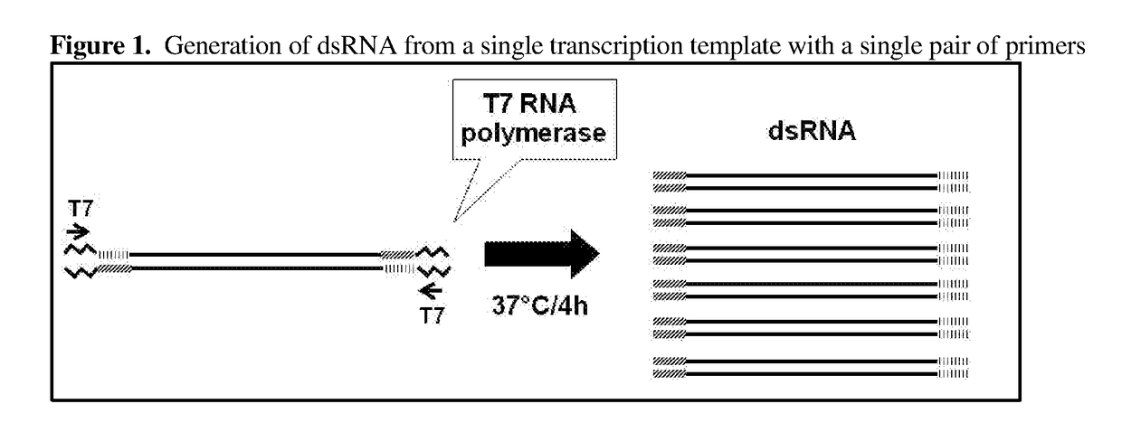 Copi coatomer gamma subunit nucleic acid molecules that confer resistance to coleopteran and hemipteran pests