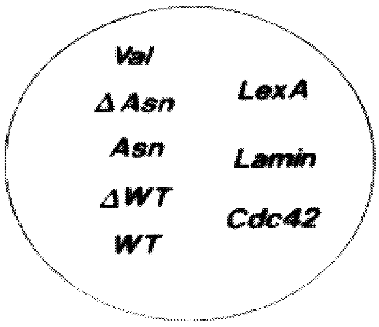 Rho target protein human mDia and gene encoding same