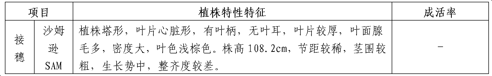 Method for improving aromatic tobacco variety SAM (Samsun)