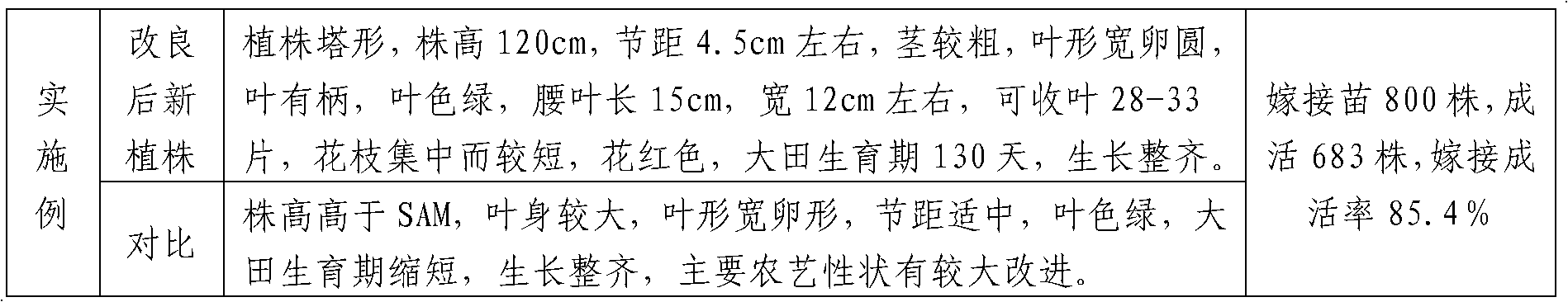 Method for improving aromatic tobacco variety SAM (Samsun)