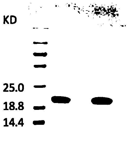 Targeted growth factor for promoting scar endometrium reconstruction of infertile women and application of targeted growth factor