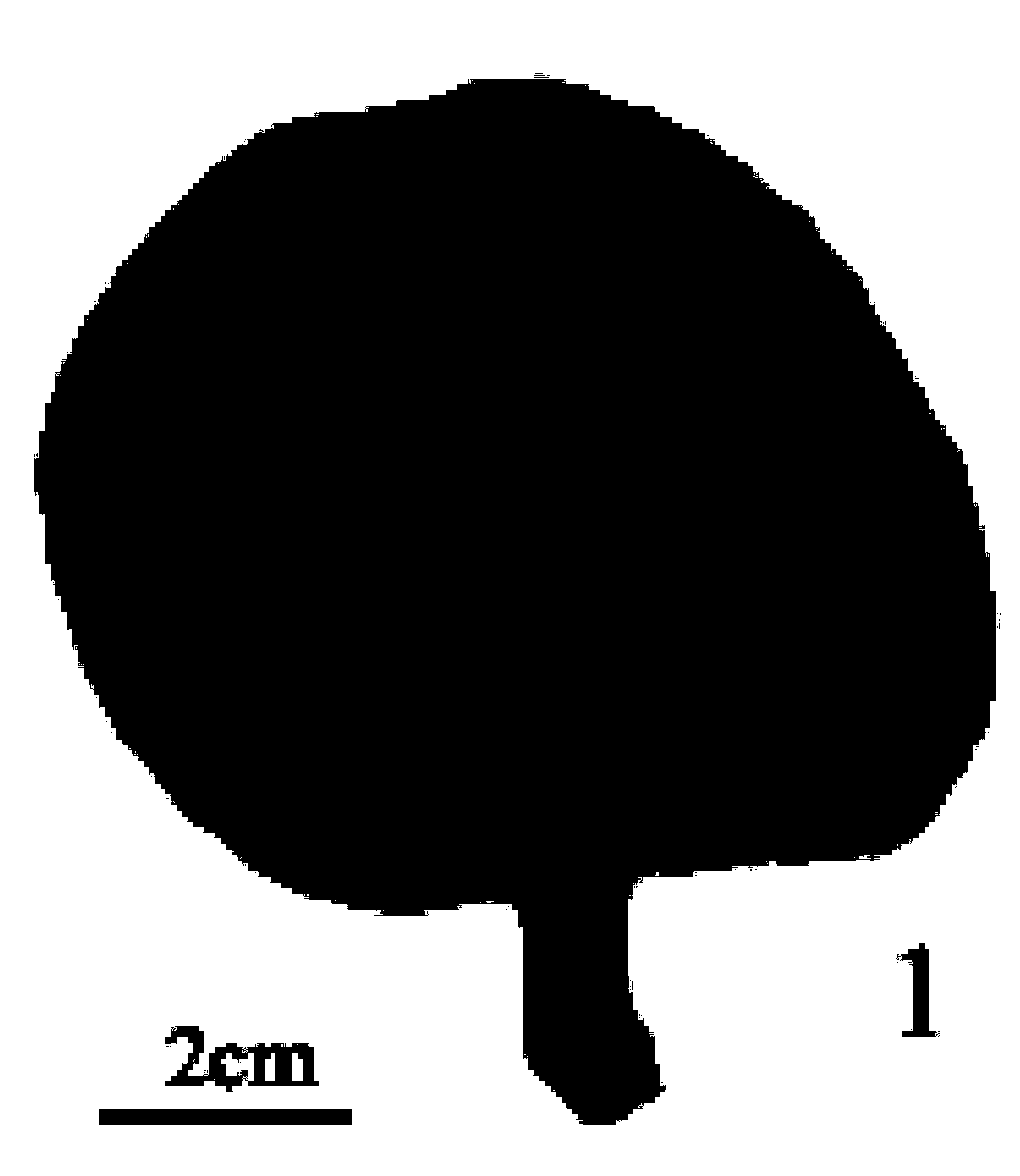 Soilless culture method of Oudemansiella