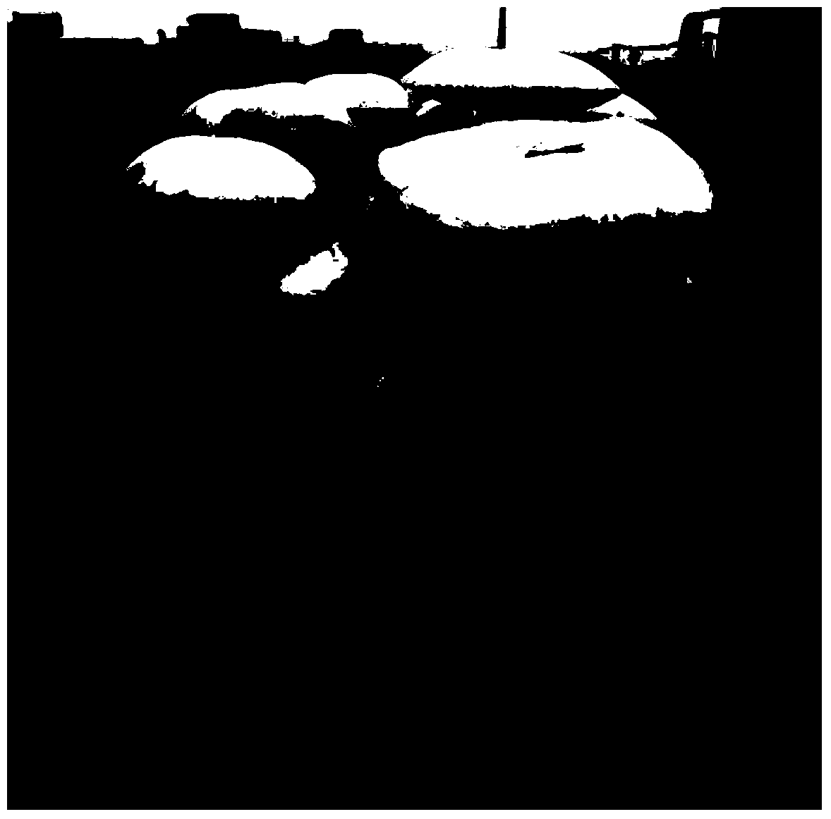 Soilless culture method of Oudemansiella