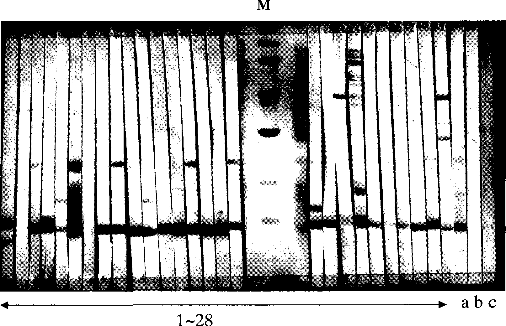 Isolation and purification method of main allergic protein of humulus pollen