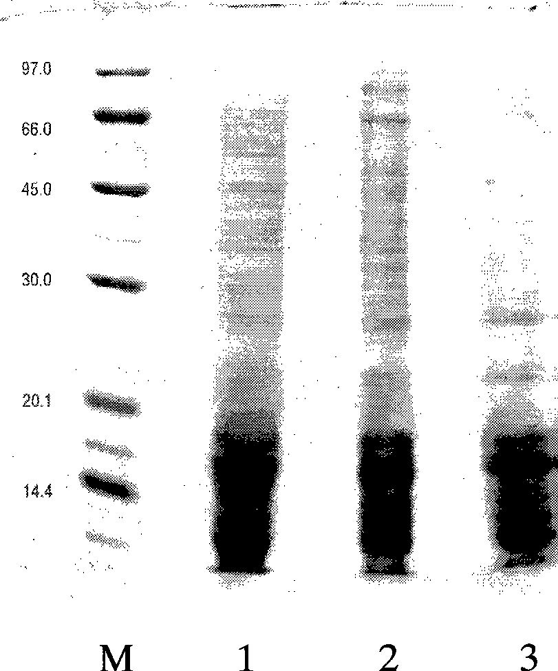 Isolation and purification method of main allergic protein of humulus pollen