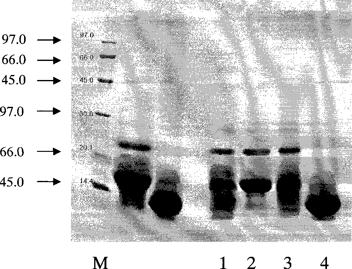 Isolation and purification method of main allergic protein of humulus pollen