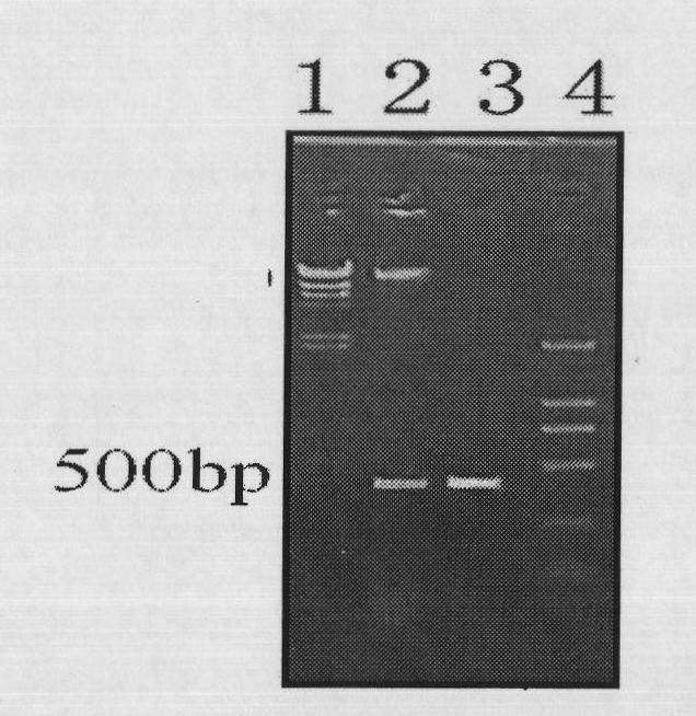 Method for improving yield of chlamydomonas reinhardtii biological hydrogen production through soybean hemoglobin genes