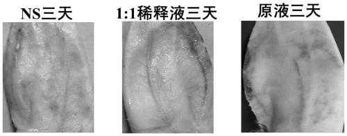 Alda-1 solution as well as preparation method and application thereof