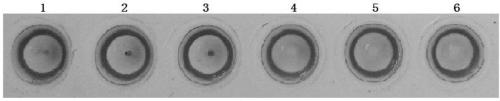 Preparation method of hemagglutination inhibition antigen of avibacterium paragallinarum and application of antigen