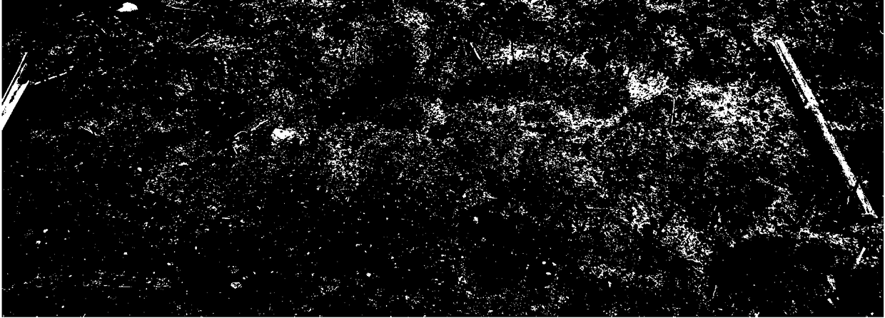 A fast counting method of wheat basic seedlings based on machine vision and graphics processing