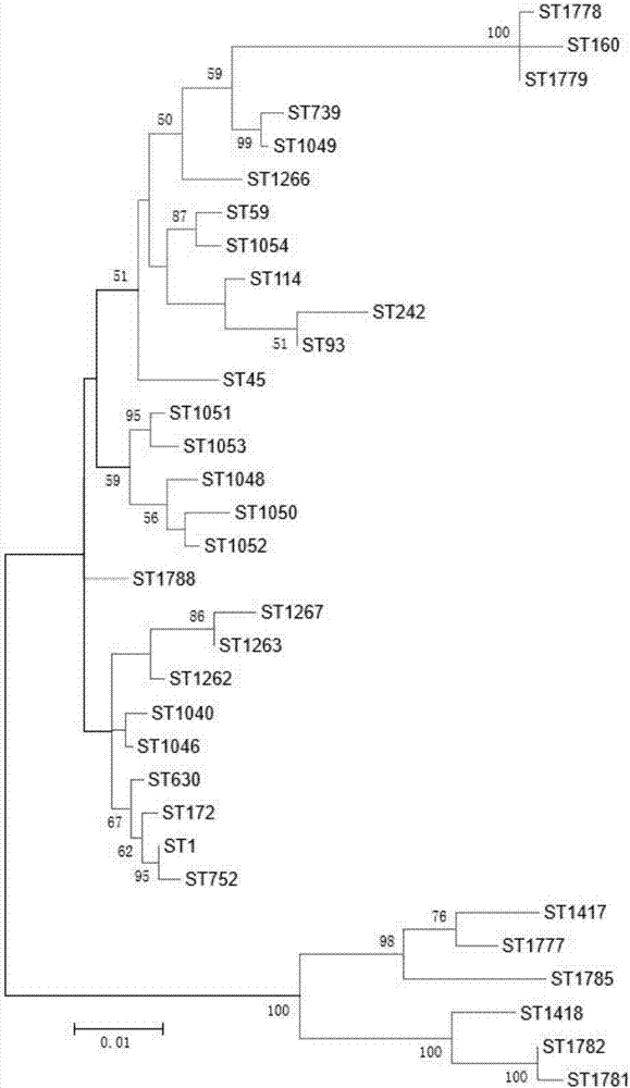 PCR primers for MLST (multilocus sequence typing) of Legionella pneumophila, typing method and application