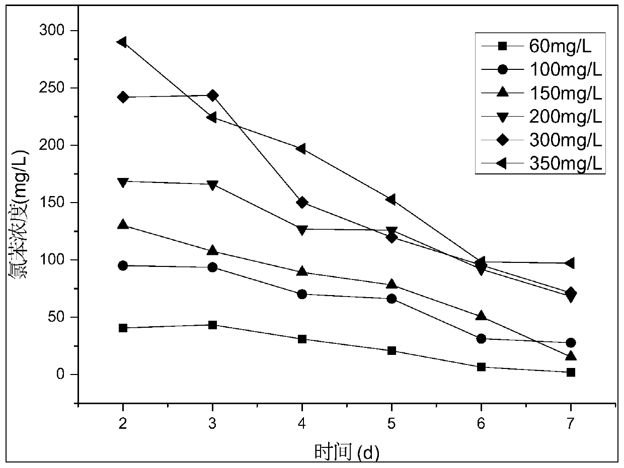 Serratia marcescens strain capable of degrading chlorobenzene and application thereof