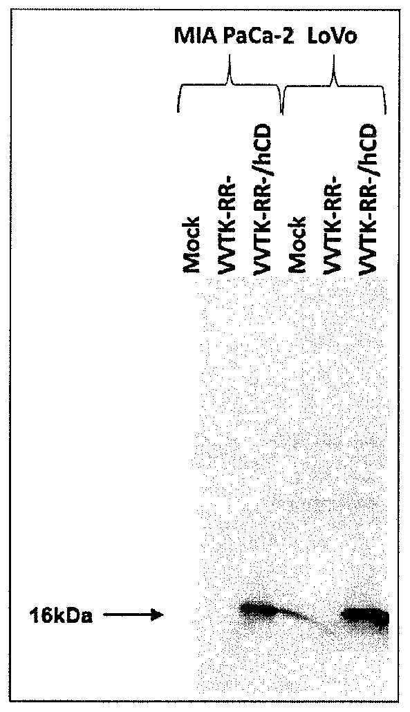 Oncolytic viruses and therapeutic molecules