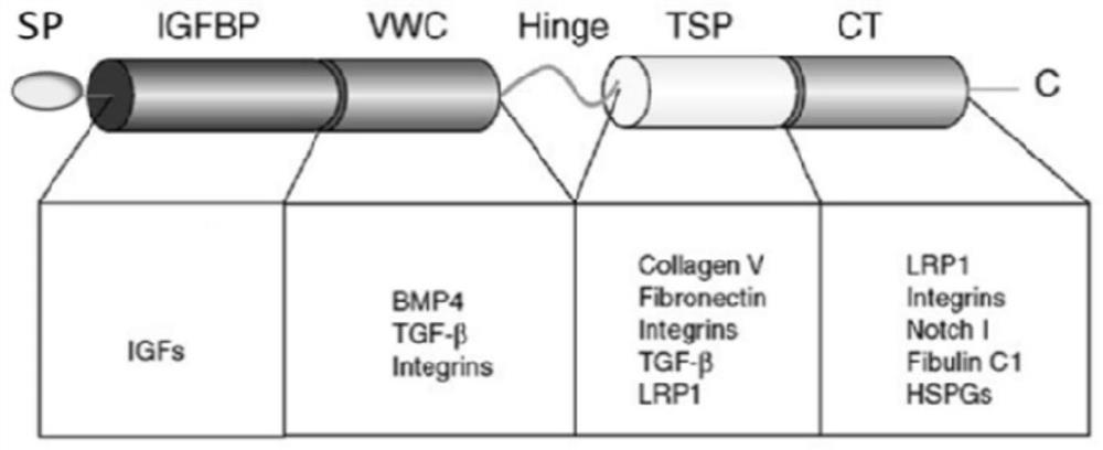 A human cyr61 protein ser167 site phosphorylated antigen, antibody and its preparation method and application